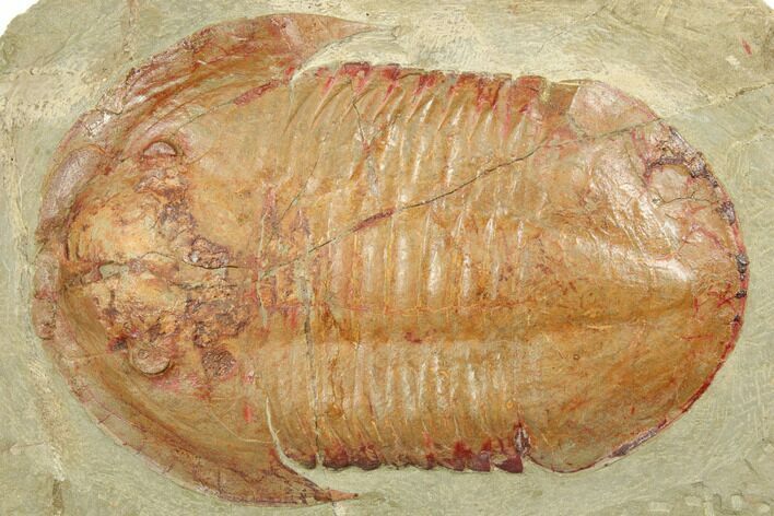 Large Asaphid Trilobite - Fezouata Formation, Morocco #191804